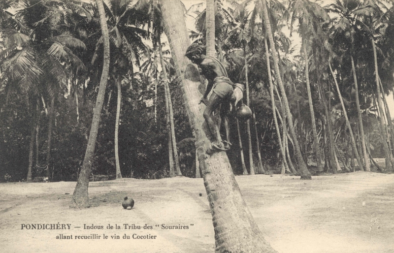 15-28 - Pondichery - extraction de callou - 1